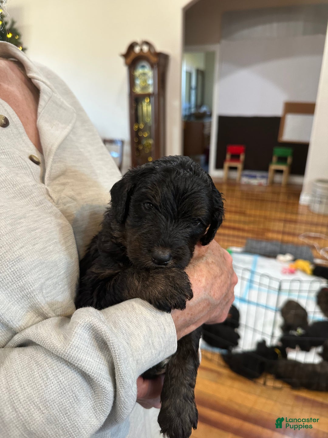 Mixed Breed dogs for sale: Female # 5 English  Shepherd Doodle  - Ad 8