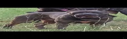 Cane Corso dogs for stud: Bam bam Italian cane corso  - Ad 12