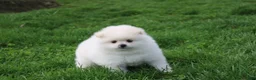 Pomeranian dogs for sale: Koda  - Ad 5