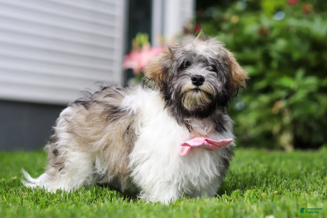 Havanese dogs for sale: Susie - Ad 2
