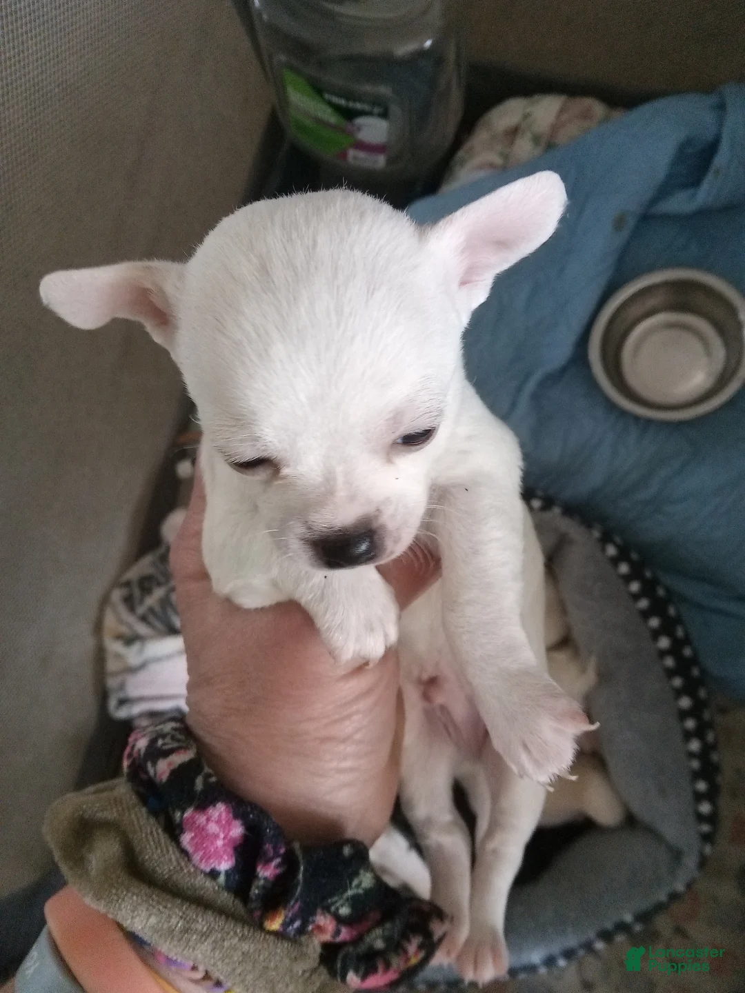 Chihuahua dogs for sale: Chihuahua Puppy 2 - Ad 6