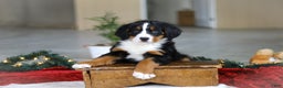 Bernese Mountain Dog dogs for sale: Katy - Ad 8