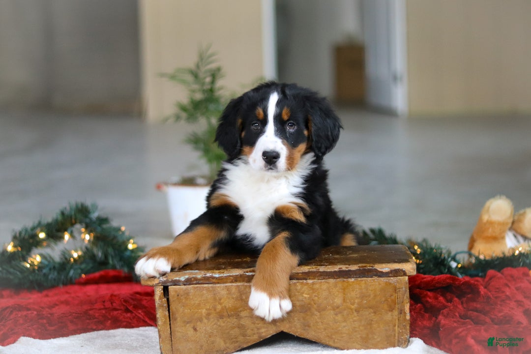 Bernese Mountain Dog dogs for sale: Katy - Ad 8