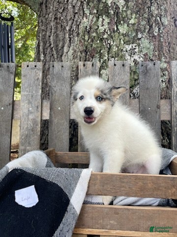 Mixed Breed dogs Layla - Ad 2