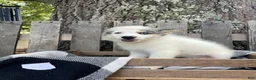 Mixed Breed dogs for sale: Layla - Ad 2