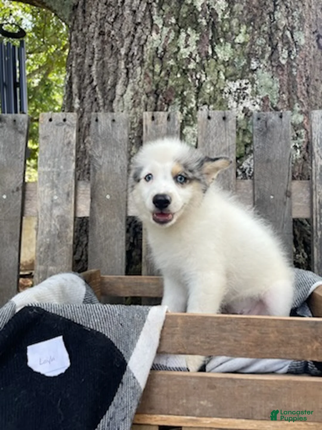 Mixed Breed dogs for sale: Layla - Ad 2