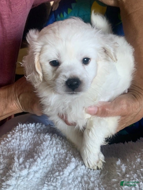 Maltipoo dogs Maltipoo Puppy 2 - Ad 2