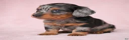 Miniature Dachshund dogs for sale: AKC King - Ad 1