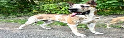 Great Dane dogs for sale: Hopparoo - Ad 5