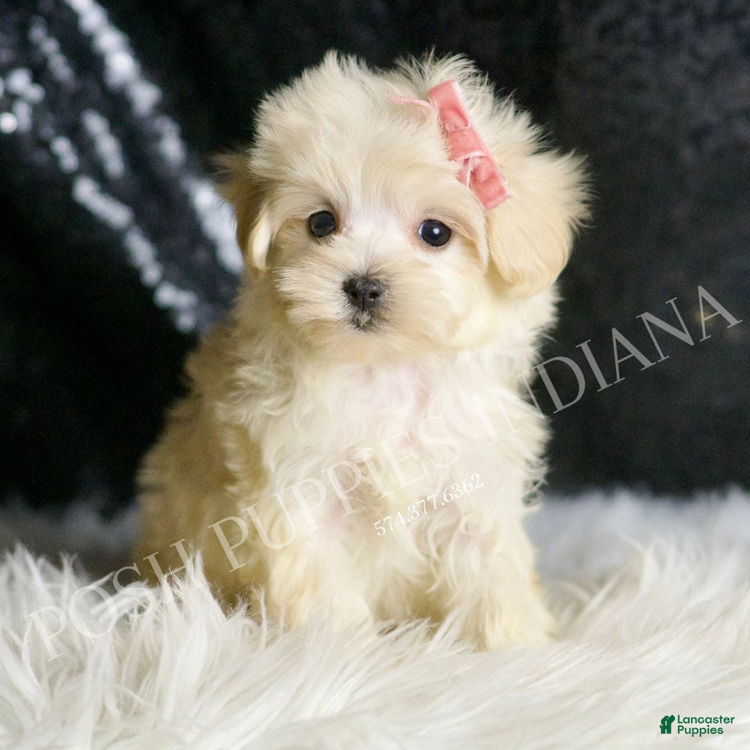Maltipoo dogs Precious - Ad 17