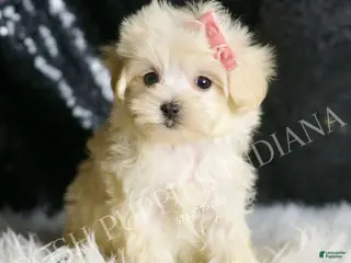 Maltipoo dogs Precious - Ad 20