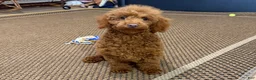 Toy Poodle dogs for sale: Polly - Ad 2
