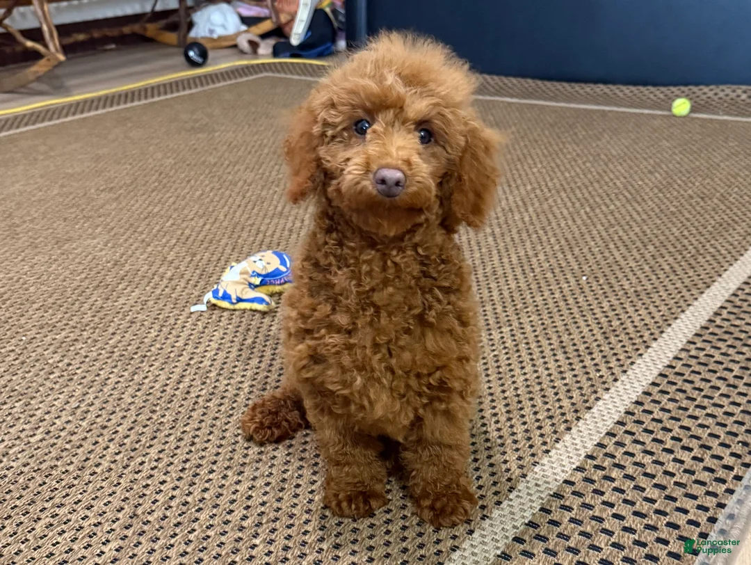 Toy Poodle dogs for sale: Polly - Ad 2