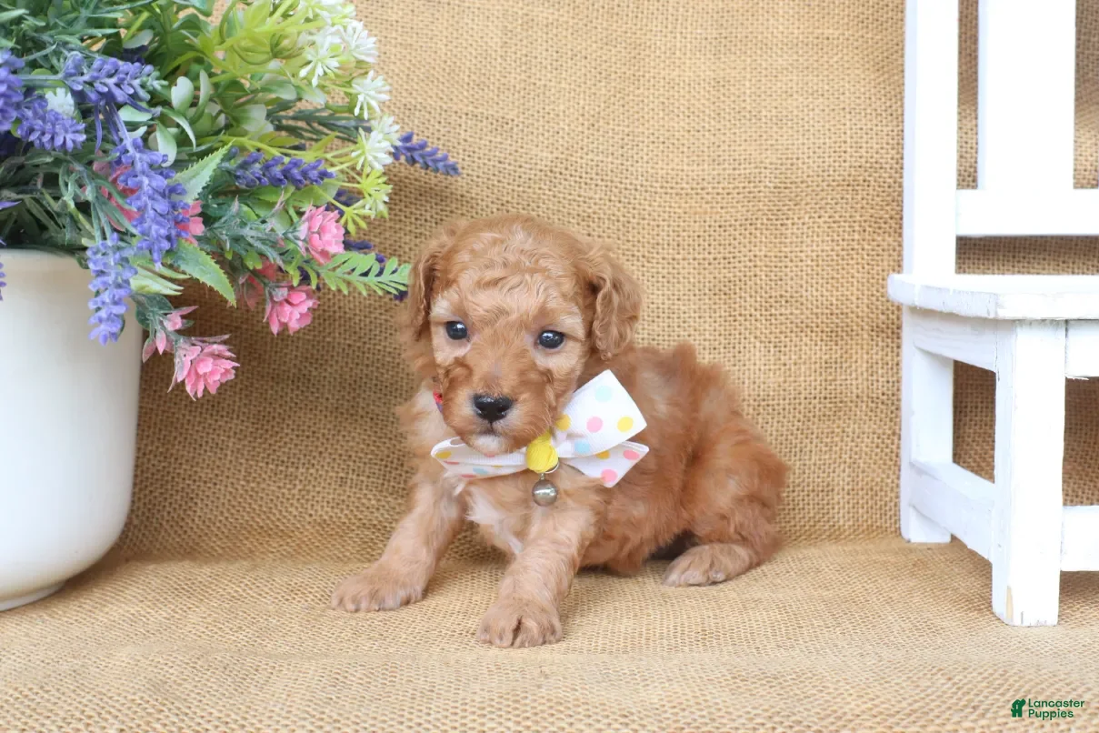 Miniature Poodle dogs Oliver - Ad 2