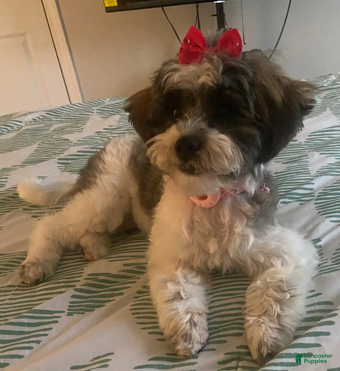 Shihpoo dogs for sale: Shihpoo Puppy 1 - Ad 3