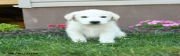 Maremma Sheepdog dogs for sale: Elvis - Ad 1