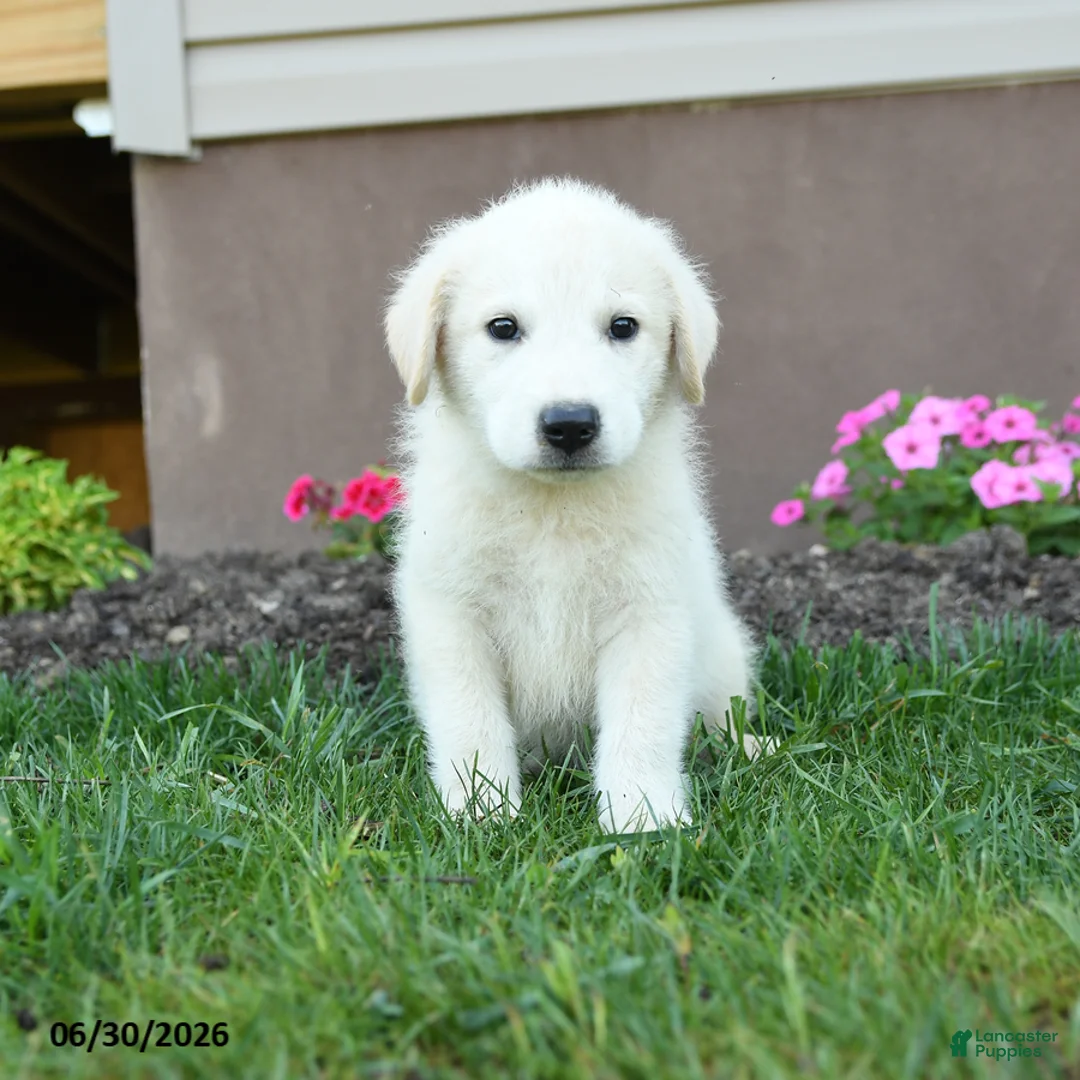 Maremma Sheepdog dogs for sale: Elvis - Ad 1