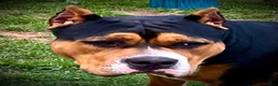 American Bully dogs for sale: American Bully Puppy 1 - Ad 6
