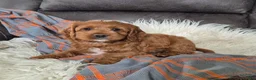 Cockapoo dogs for sale: Rusty - Ad 2