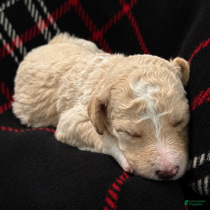 Bernedoodle dogs Boo - Ad 2