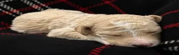 Bernedoodle dogs for sale: Boo - Ad 4