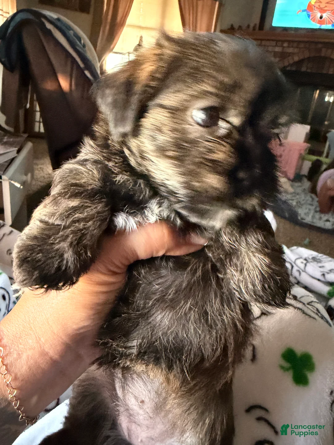 Shorkie dogs for sale: Princesa  - Ad 2
