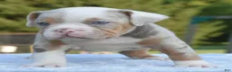 Mixed Breed dogs for sale: Maggie mini hybrid bulldog  - Ad 27
