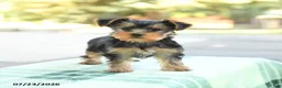Yorkshire Terrier dogs for sale: Skippy - Ad 3