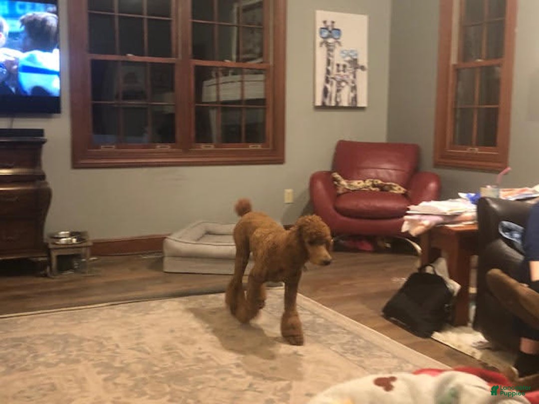 Gallery Image {{count}}