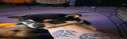 Shiba Inu dogs for sale: Shiba Inu 1 - Ad 20