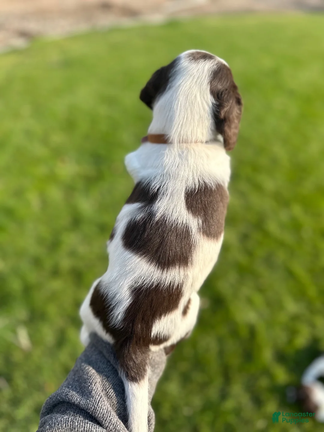 Mixed Breed dogs for sale: Mixed Breed 1 - Ad 2