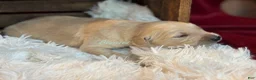 Golden Retriever dogs for sale: Bennet - Ad 1