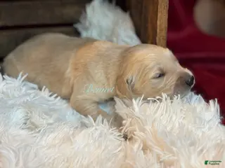 Golden Retriever dogs for sale: Bennet - Ad 4