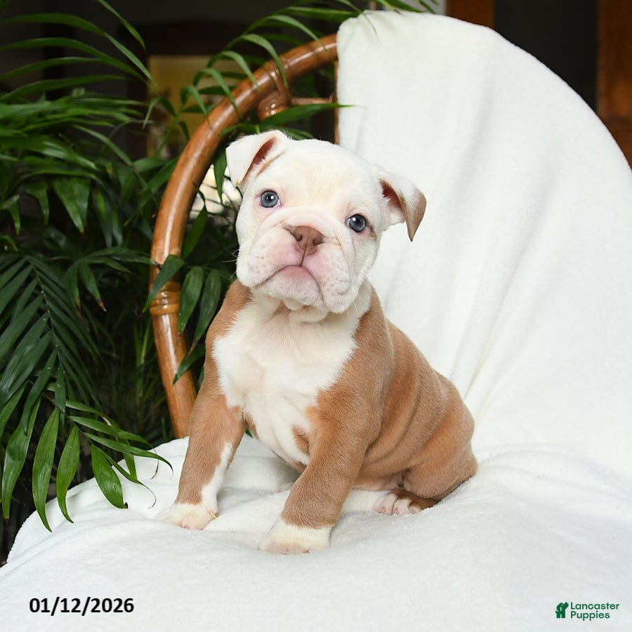 English Bulldog dogs Misty - Ad 1
