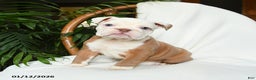 English Bulldog dogs for sale: Misty - Ad 1