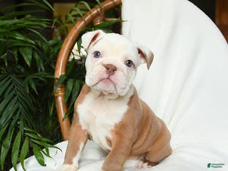 English Bulldog dogs Misty - Ad 1
