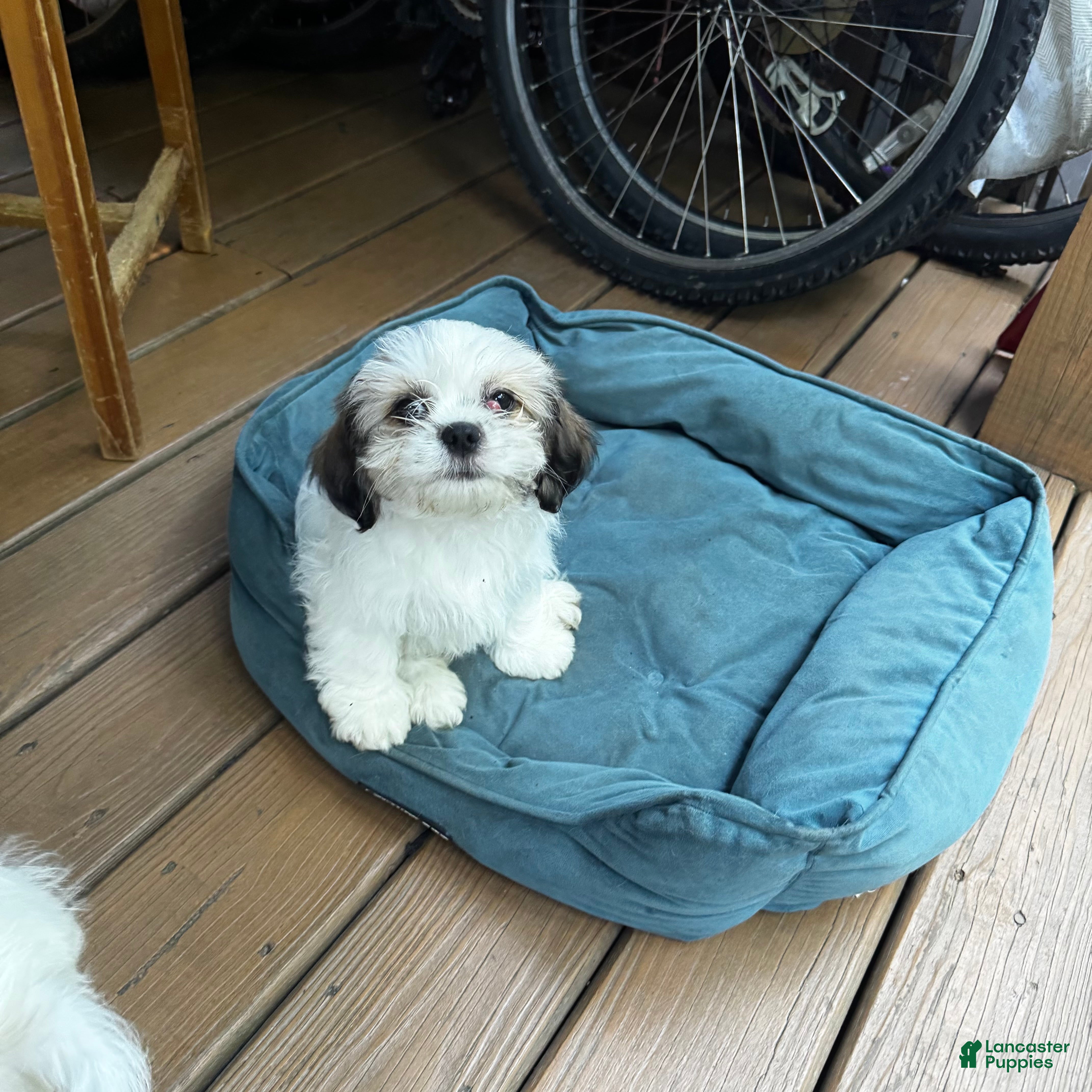 Shih Tzu dogs for sale: Jin - Ad 1