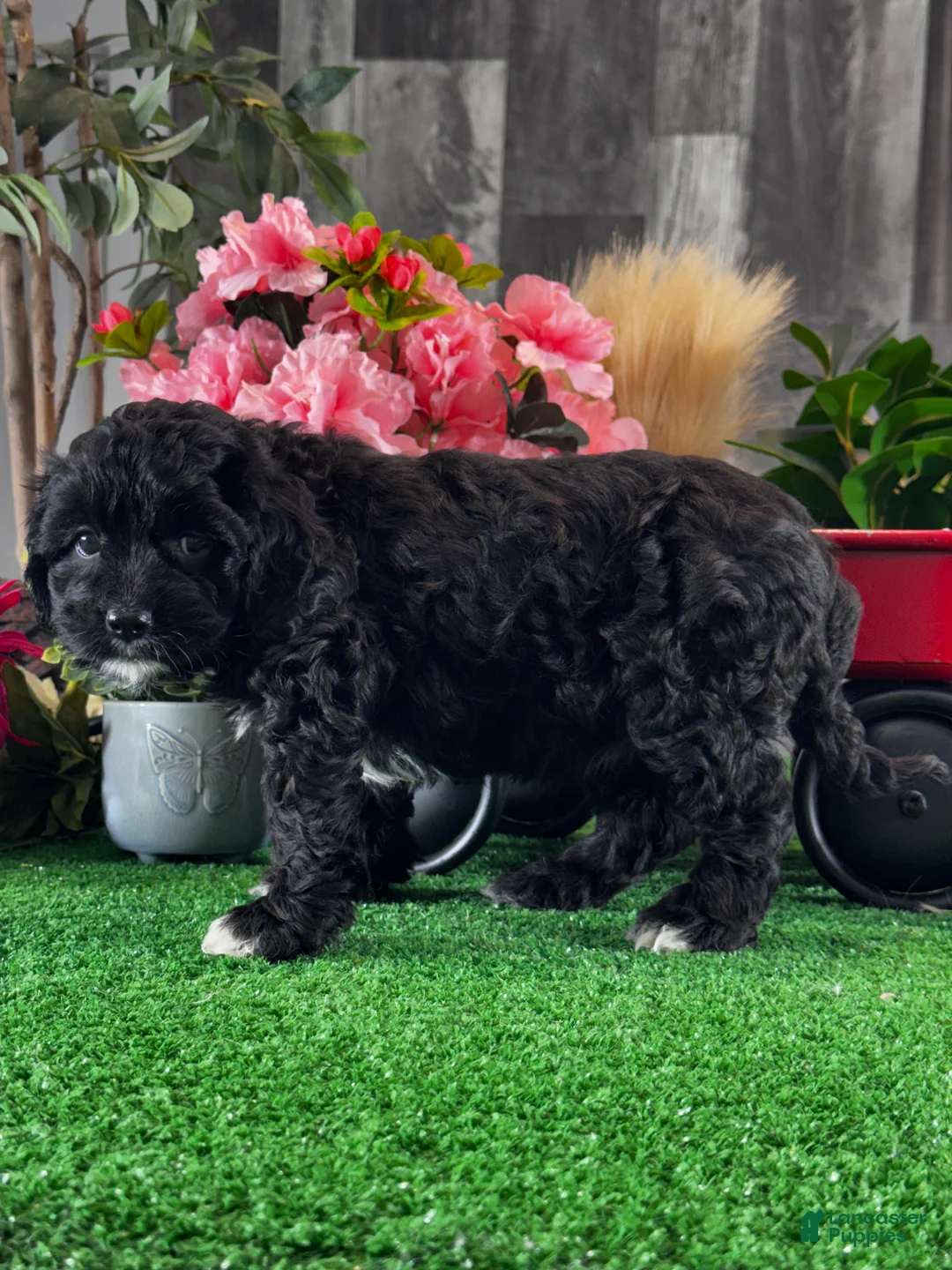 Cavapoo dogs for sale: Nala - Ad 2