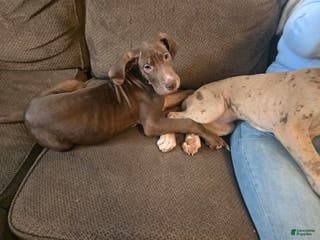 Great Dane dogs Snow White - Ad 25