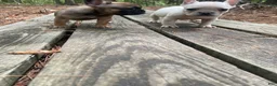 French Bulldog dogs for sale: Pyurdy - Ad 6