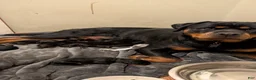 Rottweiler dogs for sale: Rottweiler Puppy 4 - Ad 2