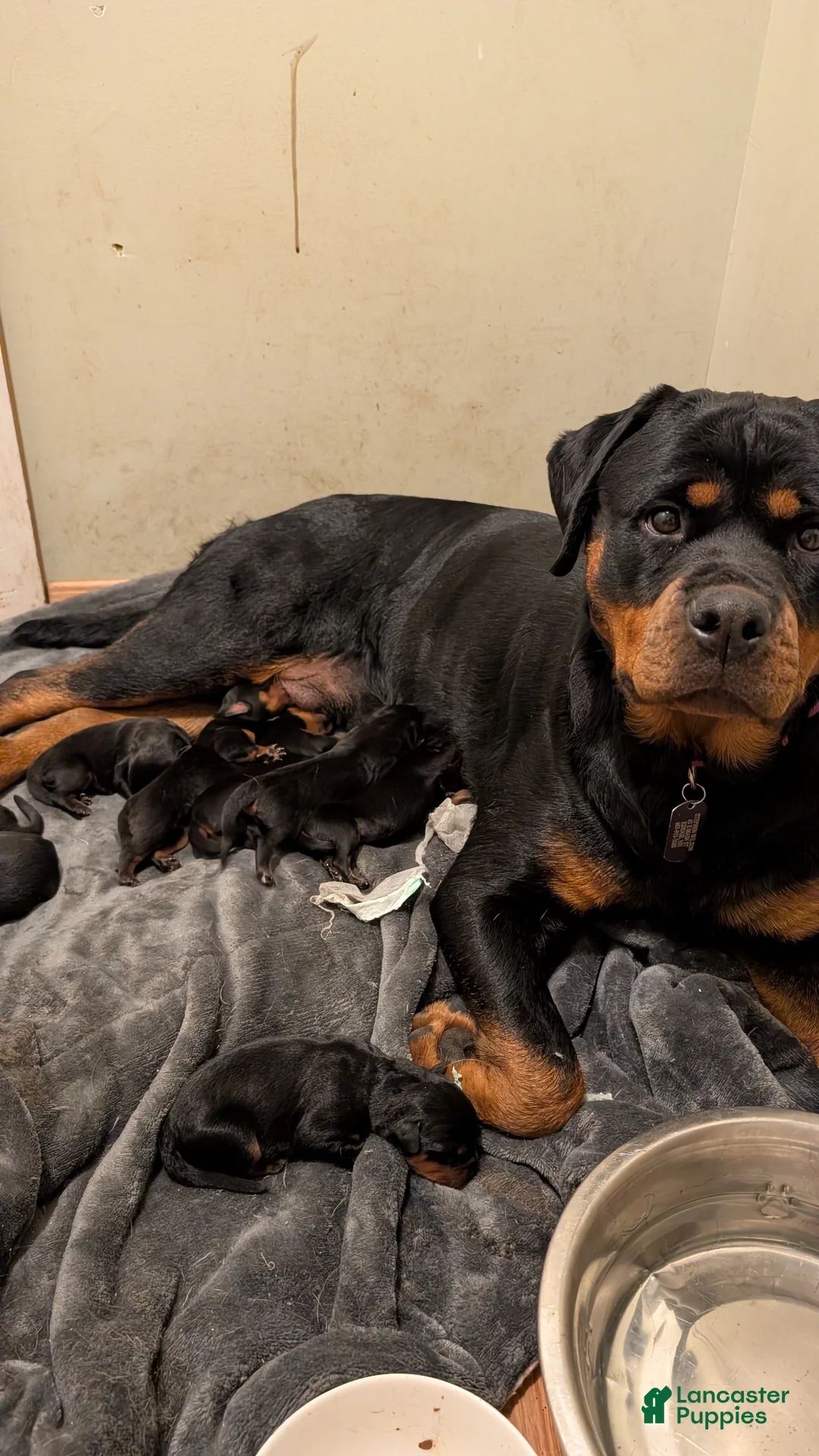Rottweiler dogs for sale: Rottweiler Puppy 4 - Ad 2