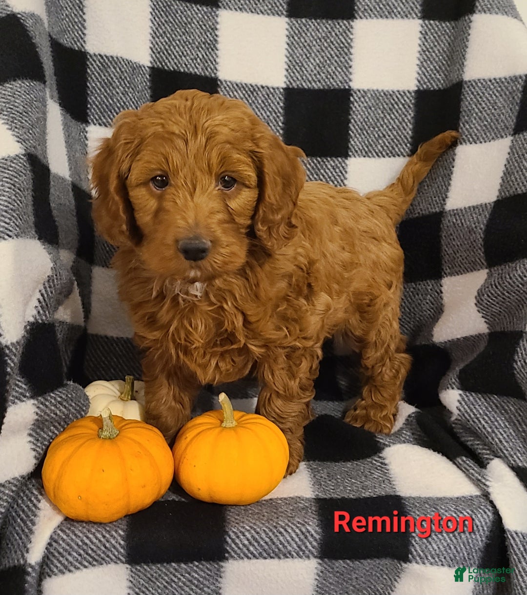 Cockapoo dogs for sale: Remington - Ad 1