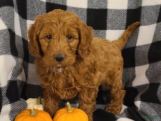 Cockapoo dogs Remington - Ad 14