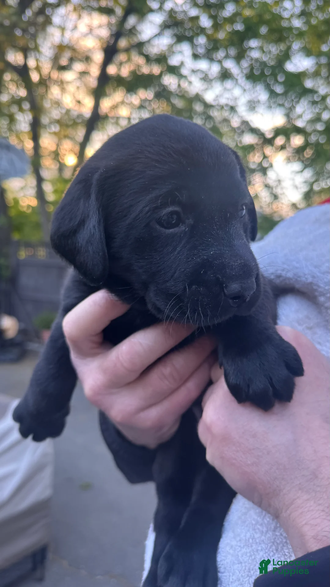 Labrador Retriever dogs for sale: Labrador Retriever Puppy 1 - Light Green - FEMALE - Ad 2