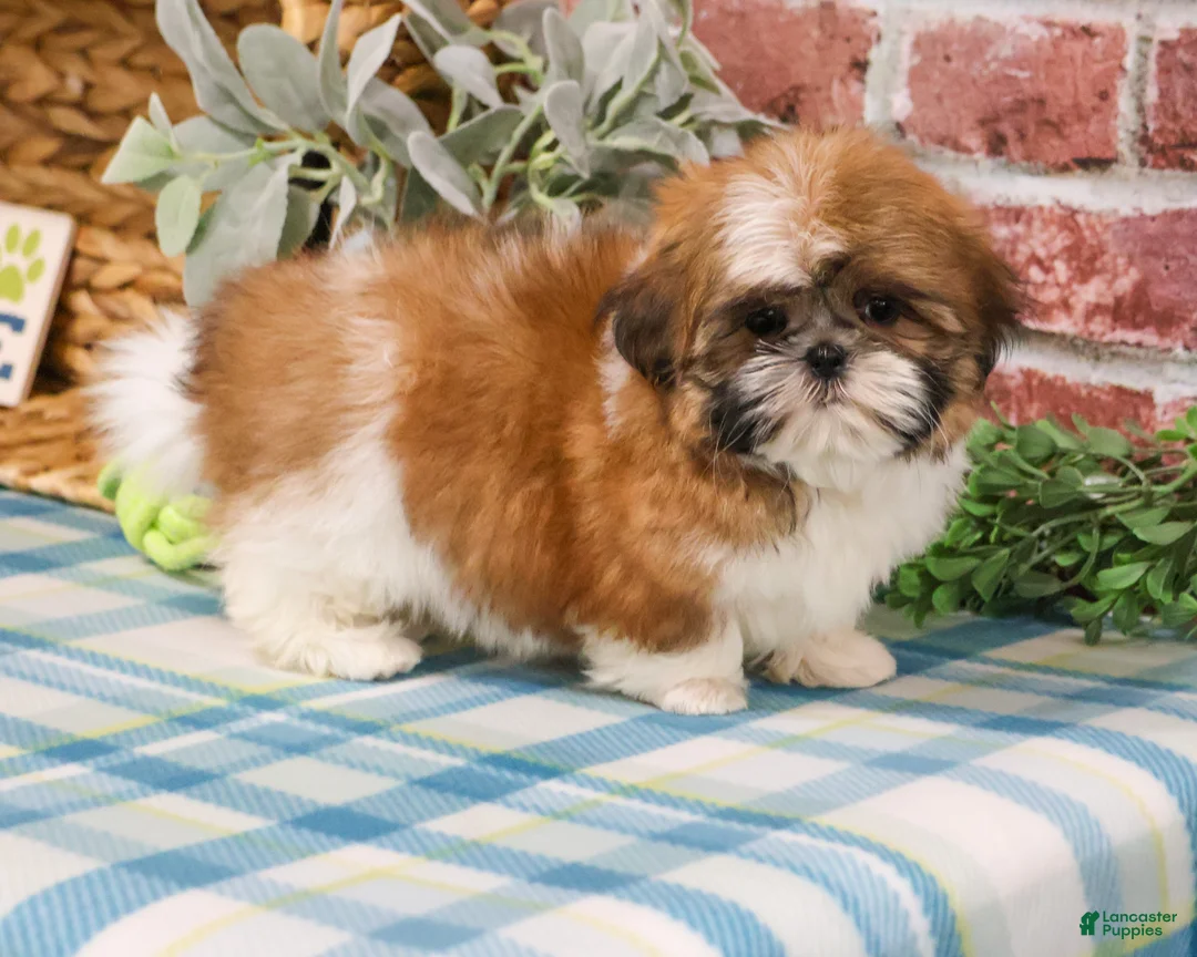 Shih Tzu dogs for sale: Theon  - Ad 1