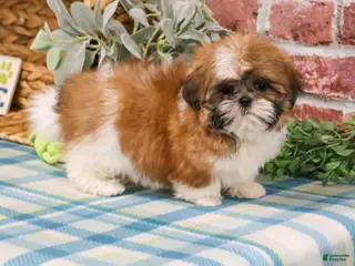 Shih Tzu dogs Theon - Ad 23