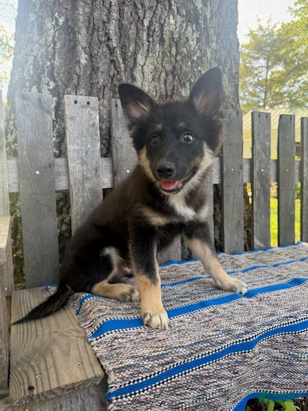 Pomsky dogs Duke - Ad 2