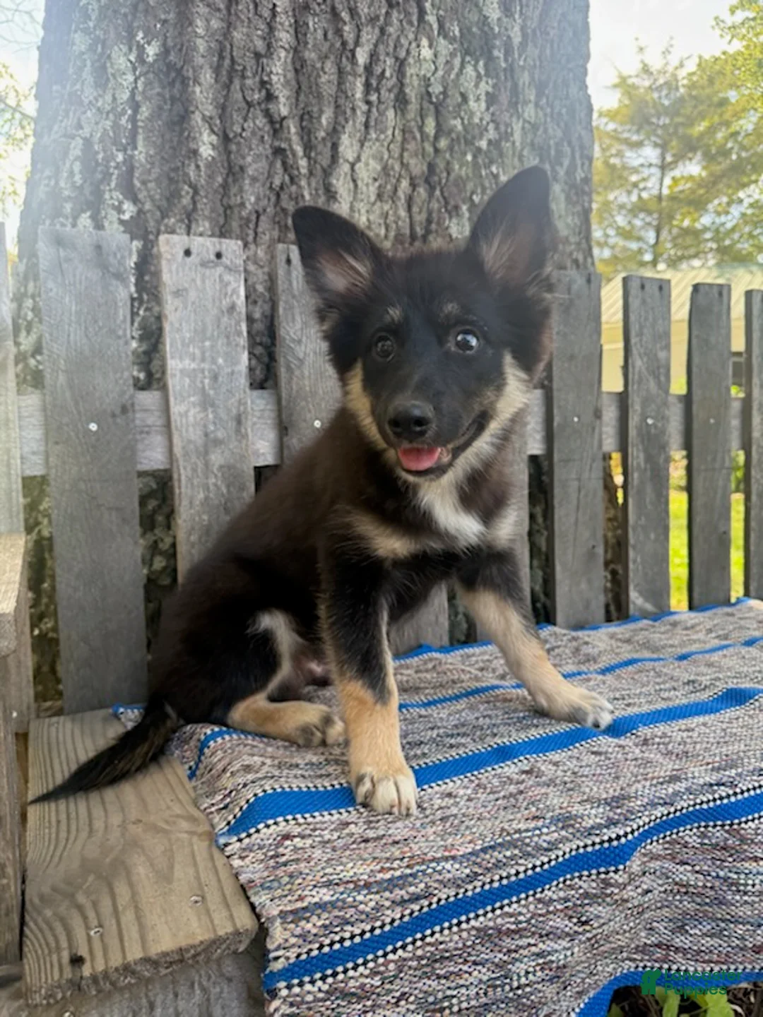 Pomsky dogs for sale: Duke - Ad 2