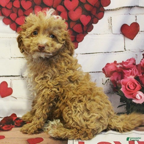 Toy Poodle dogs Star - Ad 31